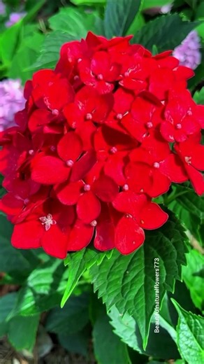 🌿 Nature's Masterpiece 🌸 | Hydrangeas in Full Bloom"