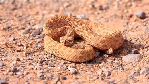 Watch what happens when hikers step into Arizona’s rattlesnake territory