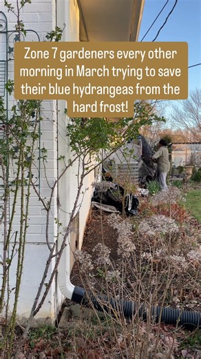 Trying to save blue (or pink) hydrangeas from frost!
