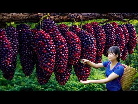 Ly Trieu Ca: Harvesting giant, sweet wild mulberries | How to make a special mulberry smoothie!