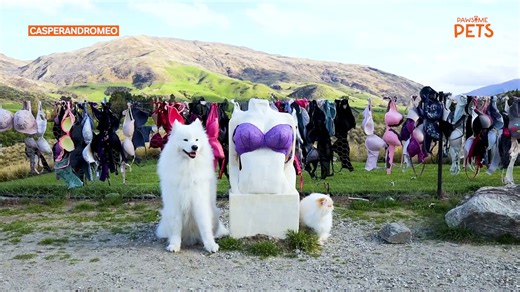 Smiling Dog And Grumpy Cat Besties