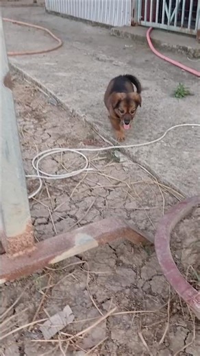 If you're stressed out, I'll take you to see the Puppies to chill out🌱🐶#cute#puppies#shorts#lipidet