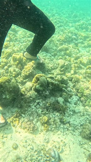 Discover the Art of Collecting Lakob-lakob Shells