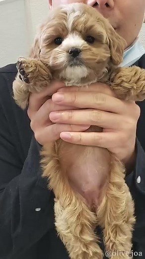 Puppy To Adult – I Took A Photo Every Week