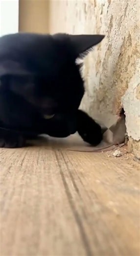 Cat Playing a Mouth 😂🐱