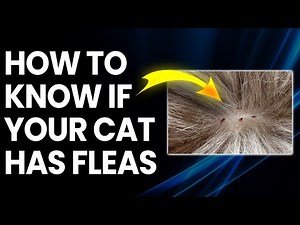 How to Know if Your Cat Has Fleas: Signs and Quick Treatments!