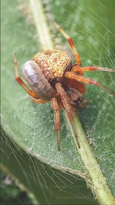 Spider wasp larvae feeding on a spider #macrophotography #naturelovers #nature # #insectmacro