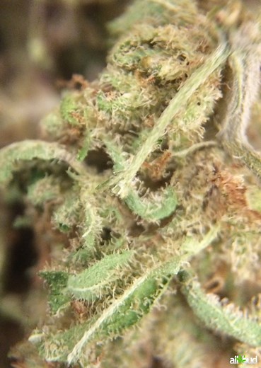 Atomic Northern Lights | Marijuana Strain Reviews