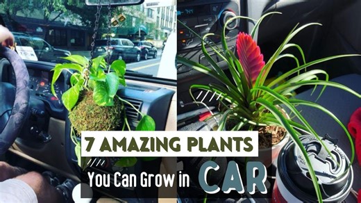 7 Amazing Plants You Can Grow in Car.