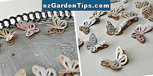 Cómo cultivar uvas Muscadine de semilla 🌱 Tips Jardineros - Es.ezGardenTips.com