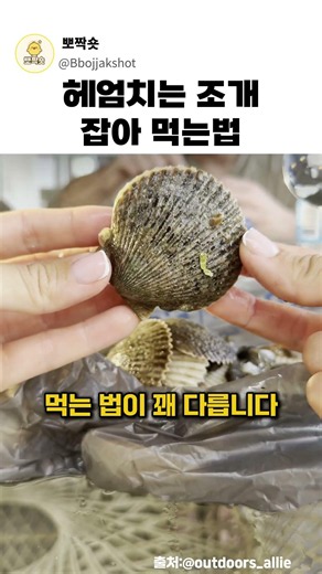 How to Catch and Eat Swimming Scallops #Foreigner #Scallop #CatchCatch #HowToEatScallops