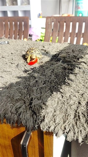 star tortoise baby eating tomato 🍅😋#turtle #tortoise #tortoisefood #tortoisecare kachua kya khate he