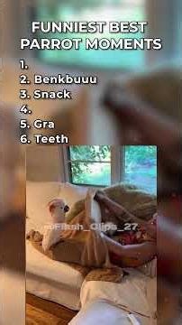 Parrot Moments That BROKE The Internet #viral #funny #parrot #moments #top