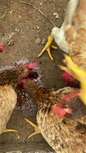 ❤️❤️🐓🐔 #chicken #shortvideo #asmr #eating