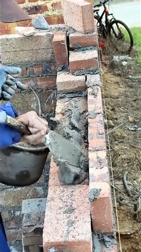 Cutting pea sprouts with scissors for a garden harvest today