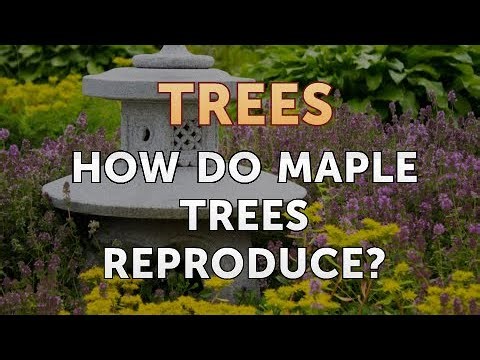 How Do Maple Trees Reproduce?