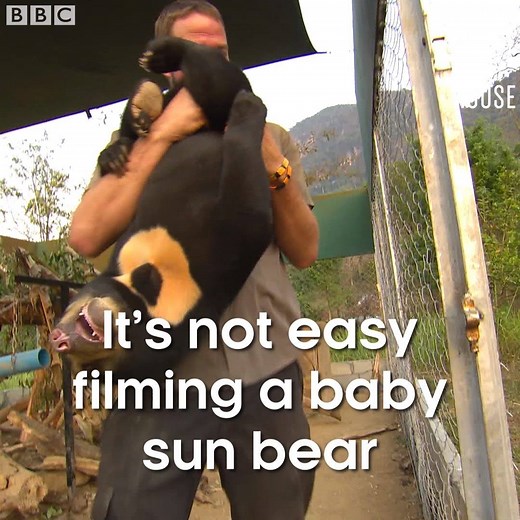 It's no easy task filming a baby sun bear! #BearsAboutTheHouse | BBC Earth