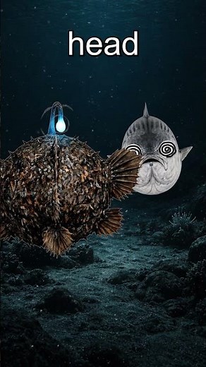 Why Anglerfish Are Ocean's Deadliest Hunters