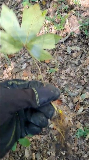 Yellow Root Goldenseal Up Close