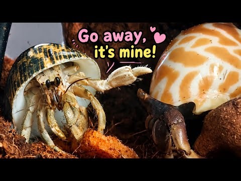 A Tiny Crab With a Huge Personality