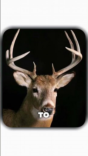 🦌 White-Tailed Deer Facts That Will Surprise You! 😱 | Amazing Wildlife Facts