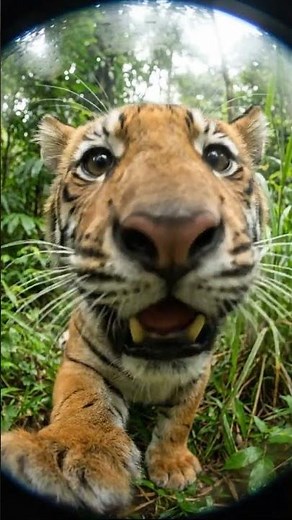 Tiger Eating Food in the Wild | Royal Bengal Tiger Feeding Video