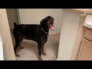 Yawn Compilation 2 | Lots Of Dog Yawns