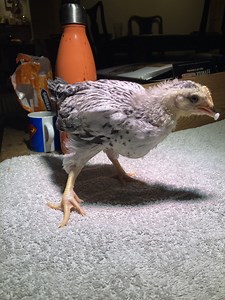 Possible twisted tibia? 4 week old chick with twisted leg
