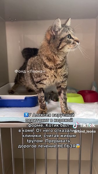 💔Сейчас вы увидите подопечных фонда «Леона», которых мы больше не можем содержать. Они верили нам, но мы их подвели😱⬇️ ♿️У Кики были поражены все органы. Опухали лапки. Она пережила переливание kpovu и очень надеялась на лучшее😢 ♿️Винсента рвало землей. Видимо, он ел ее на улице от голода. У несчастного запущенный трихомоноз и сильнейшая диарея, которую не могут остановить даже наши врачи❌ ♿️У Алексея вирусный перитонит в нервной форме. Котик был в коме. От него отказались клиники, считая жив