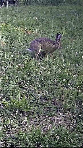 Lepre (Lepus europaeus) #fototrappola #trailcamera #coolifepro #lepre #ph880w