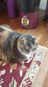 4K views · 209 reactions | The whole family loves our Air Innovations humidifier! | Jane Treacy QVC | Facebook