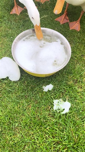 IvysIndianRunnerDuckSquadUK on TikTok