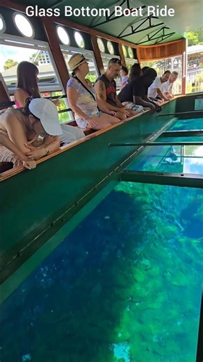 Crystal Clear Glass Bottom Boat Ride & Alligator! #boatrides #glassbottomboatrides