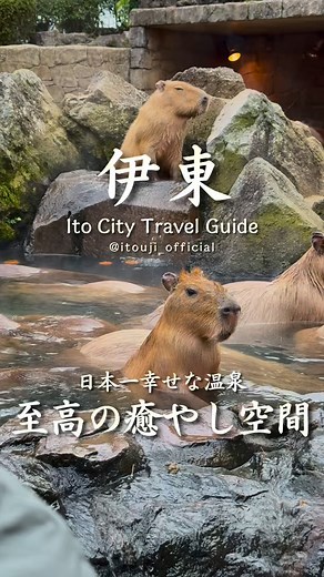 伊東市公式観光アカウント | ♨️ 行列の先には… 日本一気持ちよさそうな温泉が！ 静岡・伊東市にある極上の癒しスポット。 今年も大人気のカピバラの露天風呂が開催されています！ このホッとする可愛らしい光景は、まさに必見です✨ 🗓️ 土日祝はカピバラに会えるチャンスが増える！... | Instagram
