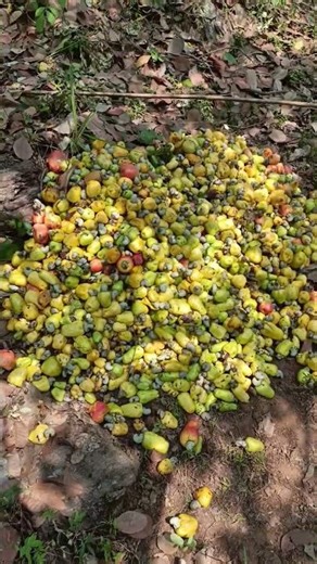 କାଜୁ /soura video