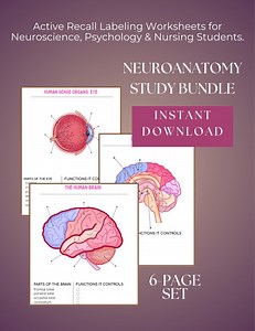 Neuroscience Anatomy Worksheets | Active Recall Study Guide (PDF Download) - Etsy UK