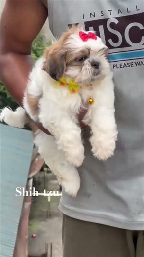 shih-tzu pure breed show quality|Guwahati Assam| #petcareprovider #puppypic #pets #puppy