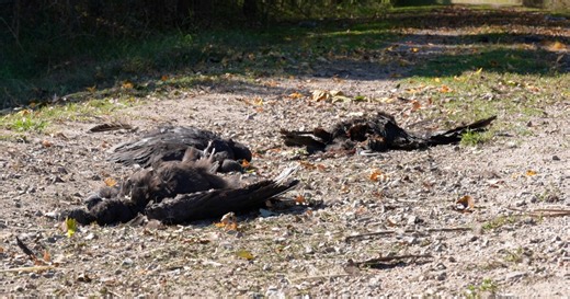 Vultures found dead in Central Virginia park test positive for avian flu