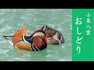 【朗読】小泉八雲『おしどり』＃名作文学、＃音楽付き、＃青空文庫