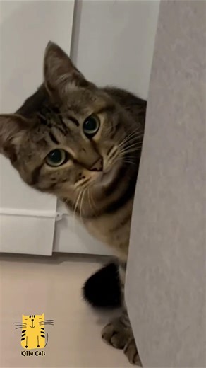 Funny Cat & Cute Kittens719😻 #shorts #kucing #kucinglucu #funny #pet #cat #foryou #viral #viralvideo