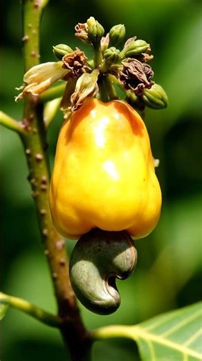 Cashew grows outside fruit.#cashew #timelapse #science