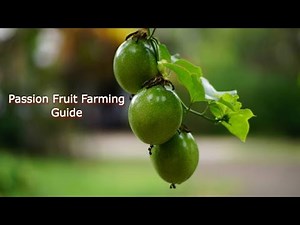 Profitable Passion Fruit Farming Guide| Smart Agri Hub