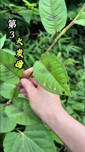 Top 90 Plants Poisonous Snakes Fear - A Surprising Garden Secret