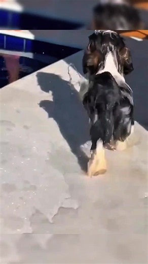 Dogs and Water: Cute Moments of Happy Dogs Playing in Water