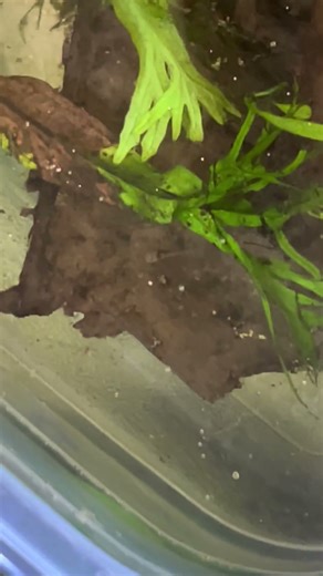 Bronze Corydora fry about a week old