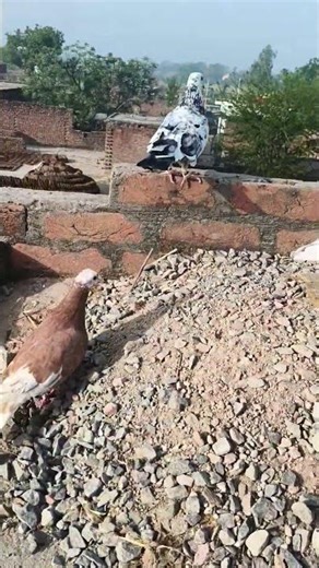 lal kabutar Dekho 🤯🤯 #shorts #trend #kabutar #bouncingball#volg