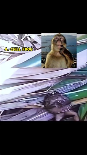 Ranking the weirdest videos on the internet! #shorts #funny