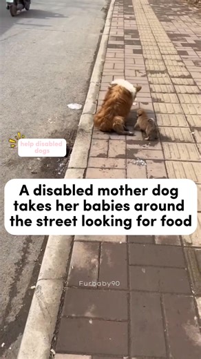 52K views · 3.3K reactions | Fulll viideo here https://rescuelm.themtraicay.com/539/16/ M1311043 Help disabled dog, so poor #fyp #dogs #helpanimals #loveanimals part1 See part 2 in the comments below. | Live Love Animals | Facebook