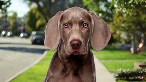 The Perfect Dog Training System TV Spot, 'Unleash A Dog's Potential: Free Trial' Ft. Don Sullivan