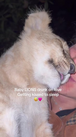 Adorable Baby Lions Getting Kissed to Sleep